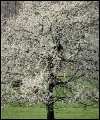 Frühling